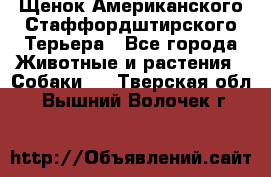 Щенок Американского Стаффордштирского Терьера - Все города Животные и растения » Собаки   . Тверская обл.,Вышний Волочек г.
